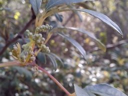 Searsia angustifolia green buds